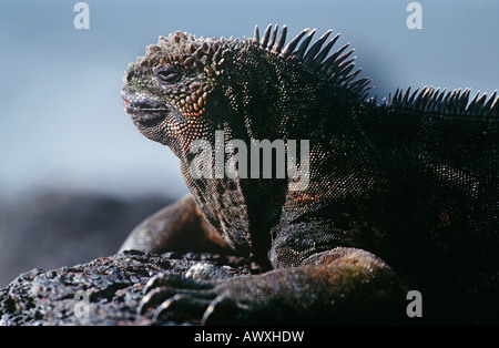 Ecuador, Galapagos-Inseln, Marine Iguana ruht auf Felsen, Nahaufnahme Stockfoto