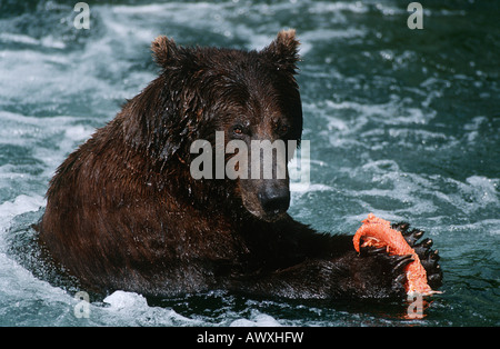 USA, Alaska, Katmai Nationalpark, Braunbär, Fütterung auf Lachs im Fluss Stockfoto