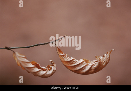 Trockene Blätter des Strand-Baum hängen an Zweig, Nahaufnahme Stockfoto