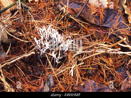 Hirsch Horn Pilz oder Kerze Schnupftabak Pilz (Xylaria Hypoxylon) in Suffolk Uk Stockfoto