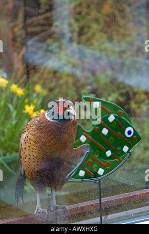 Ein Cheekymale Fasan Phasianus Colchicus späht durch ein Wintergarten Fenster Stockfoto