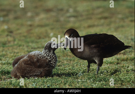Schwarz – Schwarzfuß Albatros (Phoebastria Nigripes) Fütterung eingebettet Stockfoto