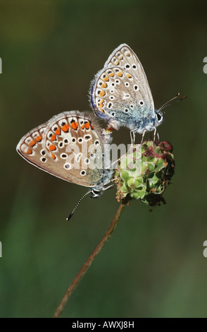 Paar hauchdünn-Winged Schmetterlinge auf Blumen, Seitenansicht Stockfoto