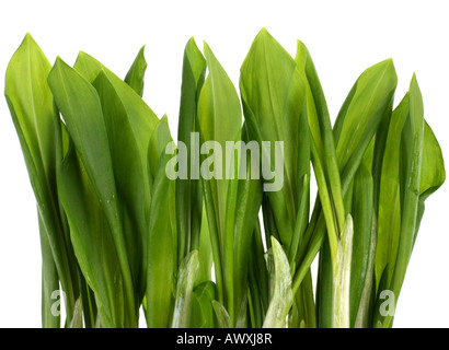 Bärlauch Bund Gemüse isoliert auf weißem Hintergrund Stockfoto