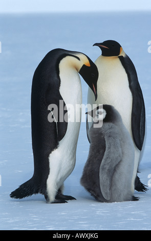 Antarktis, Weddel-Meer, Atka Bay, Kaiser-Pinguin-Familie Stockfoto