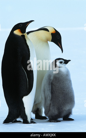 Antarktis, Weddel-Meer, Atka Bay, Kaiser-Pinguin-Familie Stockfoto