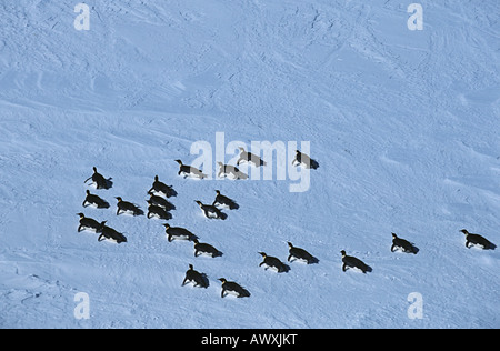 Antarktis, Weddell-Meer, Schelf-Larsen-Schelfeis, Kaiser-Pinguin-Kolonie Stockfoto