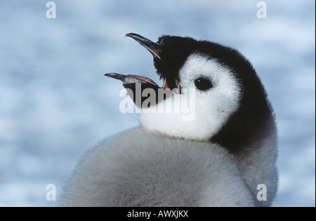 Nahaufnahme der juvenilen Kaiserpinguin mit offenen Schnabel Stockfoto