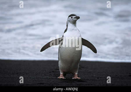 Kinnriemen Pinguin (Pygoscelis Antarcticus) am Meeresufer Stockfoto