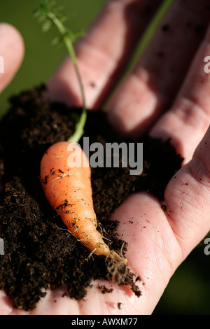 Kleine Karotte in der Hand Stockfoto