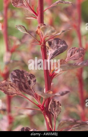 Berberis Thunbergii Forma Atropurpurea "Harlekin" (Berberitze) Großaufnahme des Stiels mit Dornen und Blätter. Stockfoto