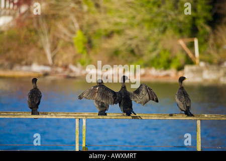 Kormorane Schlafplatz auf einem verlassenen Dock auf Vashon island, washington Stockfoto