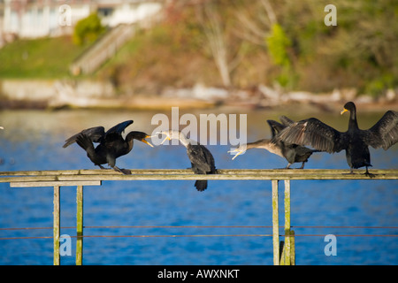 Kormorane Schlafplatz auf einem verlassenen Dock auf Vashon island, washington Stockfoto