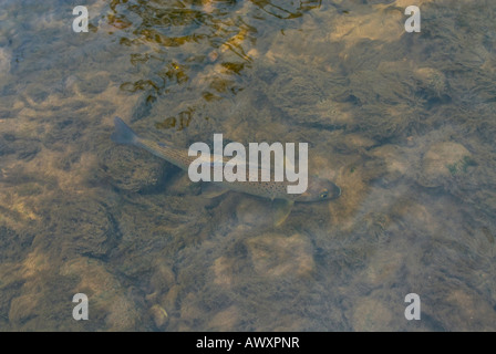 Äschen Schwimmen im Fluss Dane Stockfoto