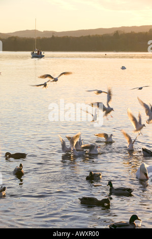 Möwen und Enten am Lake Windermere, Ambleside, Lake District, Großbritannien, in der Dämmerung Stockfoto