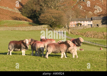 Herdwick rammt in kleinen Langdale, vor einem traditionellen Lakeland Bauernhaus, Lake District, Cumbria, UK Stockfoto