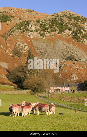 Herdwick rammt in kleinen Langdale, vor einem traditionellen Lakeland Bauernhaus, Lake District, Cumbria, UK Stockfoto