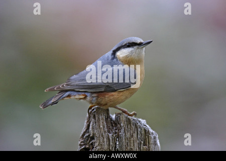 Kleiber Sitta Europaea sittidae Stockfoto