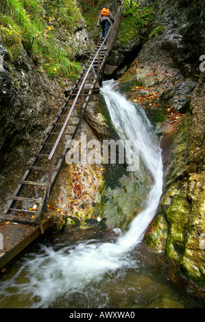 Leitern und Wasserfälle der herbstlichen Horne Diery Schlucht, Mala Fatra Gebirge, Slowakei Stockfoto