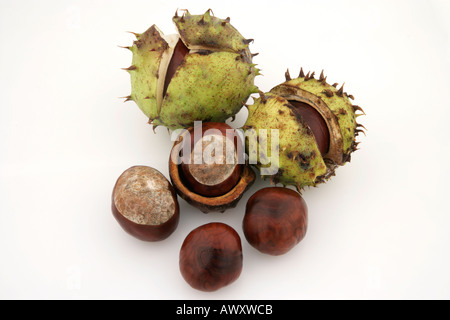 Rosskastanien in und aus ihren Fall auf einem weißen Hintergrund. Stockfoto
