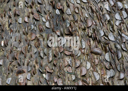 Münzen Geld eingebettet im Stamm des Baumes in der Nähe von Aira Force in der Nähe von Keswick Seenplatte Cumbria Stockfoto