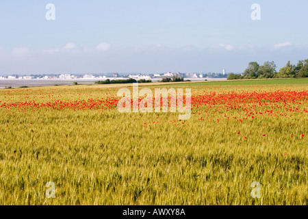 Blick über die Somme-Mündung bei Le Cap Hornu mit Mohnblumen im Maisfeld an sonnigen Tag Stockfoto