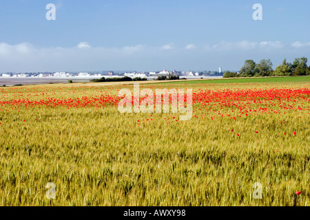 Blick über die Somme-Mündung in Richtung Le Crotoy von Le Cap Hornu mit Mohnblumen im Maisfeld an sonnigen Tag Stockfoto