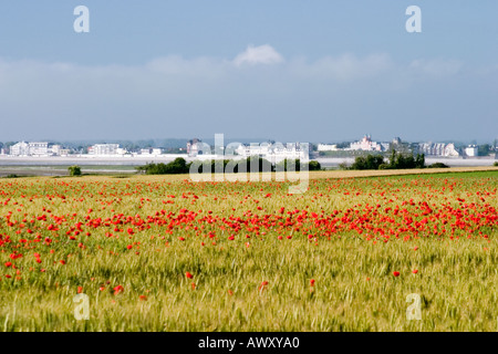 Blick über die Somme-Mündung in Richtung Le Crotoy von Le Cap Hornu mit Mohnblumen im Maisfeld an sonnigen Tag Stockfoto