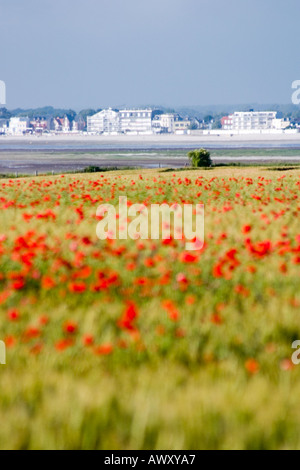 Blick über die Somme-Mündung in Richtung Le Crotoy von Le Cap Hornu mit Mohnblumen im Maisfeld an sonnigen Tag Stockfoto