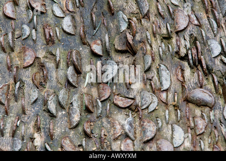 Münzen Geld eingebettet im Stamm des Baumes in der Nähe von Aira Force in der Nähe von Keswick Seenplatte Cumbria Stockfoto