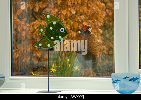 Eine freche Fasan Phasianus Colchicus späht durch ein Wintergarten Fenster Stockfoto