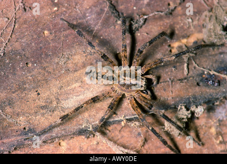 Riesige Hausspinne, Eratigena atrica. Draufsicht Stockfoto