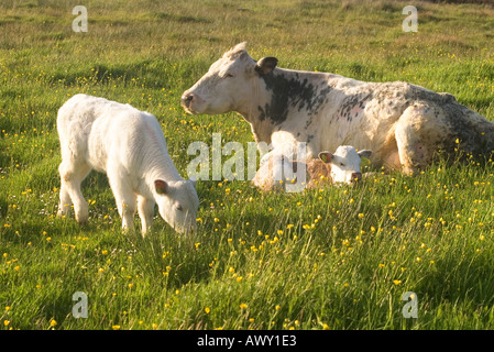 dh Kuh- und KÄLBERRINDER UK Rinderkühe liegen in buttercup Gras Feld mit jungen Kalb ein Kalb grasen niedlich Landwirtschaft bei Neugeborenen Stockfoto