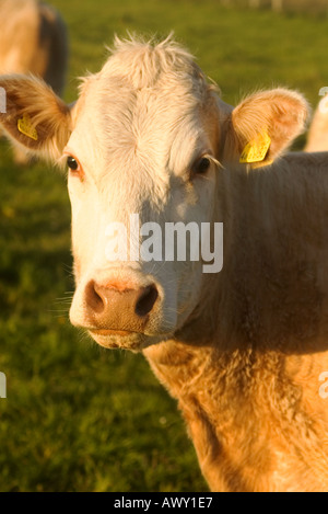 Dh Kuh TIERE UK Jungen rind kuh Orkney Tier Gesicht Kuh Rinder Stockfoto