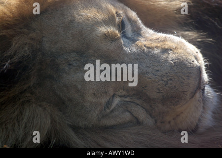 Asiatische Löwe (Panthera Leo Persica) Stockfoto