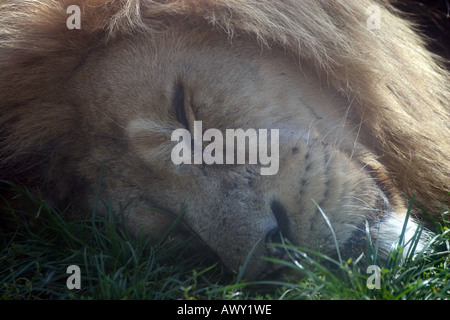 Asiatische Löwe (Panthera Leo Persica) Stockfoto