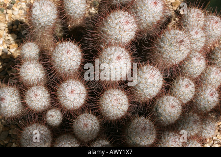 Mammillaria Bombycina Stockfoto