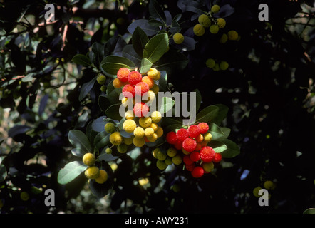 Erdbeerbaum, Arbutus Madrid. Beeren-Nahaufnahme Stockfoto