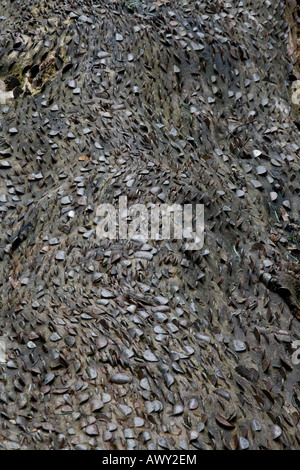 Münzen Geld eingebettet im Stamm des Baumes in der Nähe von Aira Force in der Nähe von Keswick Seenplatte Cumbria Stockfoto