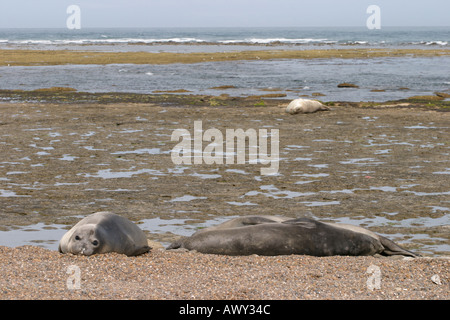 See-Elefanten in der Nähe von Puerto Madryn, Patagonien, Argentinien Stockfoto