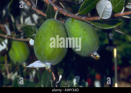 Feijoas, Feijowa Sellowiana. Nahaufnahme der Früchte am Baum Stockfoto