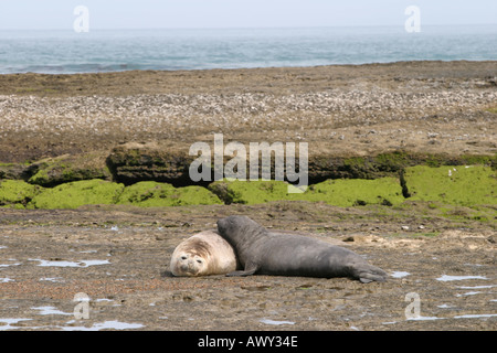 See-Elefanten in der Nähe von Puerto Madryn, Patagonien, Argentinien Stockfoto