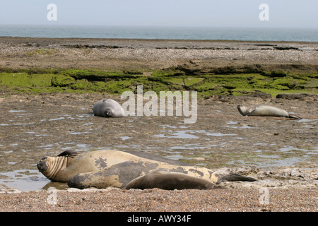 See-Elefanten in der Nähe von Puerto Madryn, Patagonien, Argentinien Stockfoto