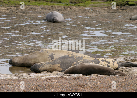 See-Elefanten in der Nähe von Puerto Madryn, Patagonien, Argentinien Stockfoto