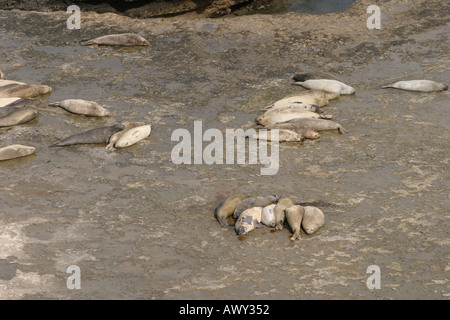 See-Elefanten in der Nähe von Puerto Madryn, Patagonien, Argentinien Stockfoto