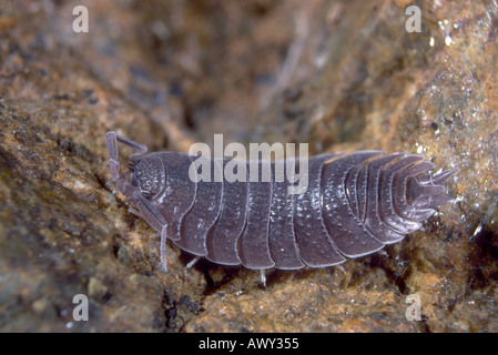 Assel, Armadillidium vulgare Stockfoto