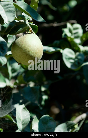 Unreife grapefruit Stockfoto