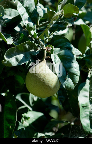 Unreife grapefruit Stockfoto