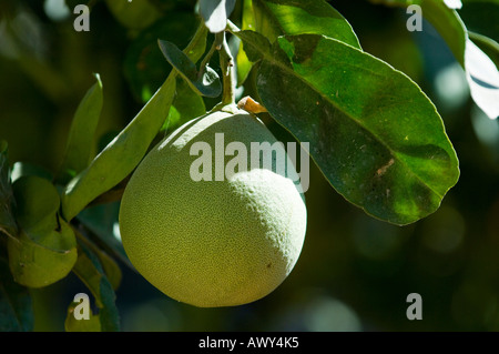 Unreife grapefruit Stockfoto