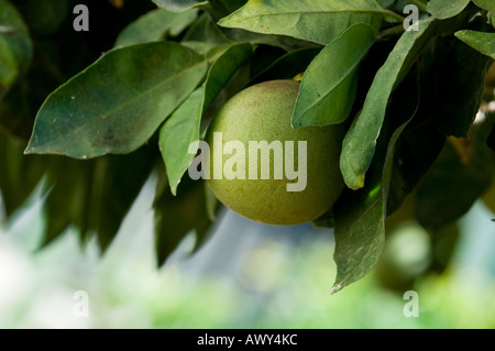 Unreife grapefruit Stockfoto